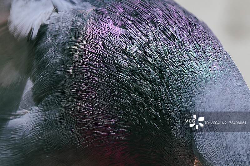 鸽子羽毛的虹彩光谱特写图片素材