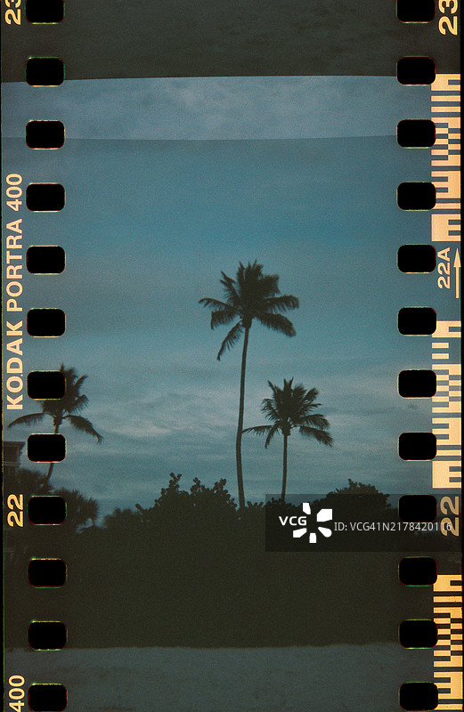 夜间棕榈树胶片照片（带齿孔）图片素材