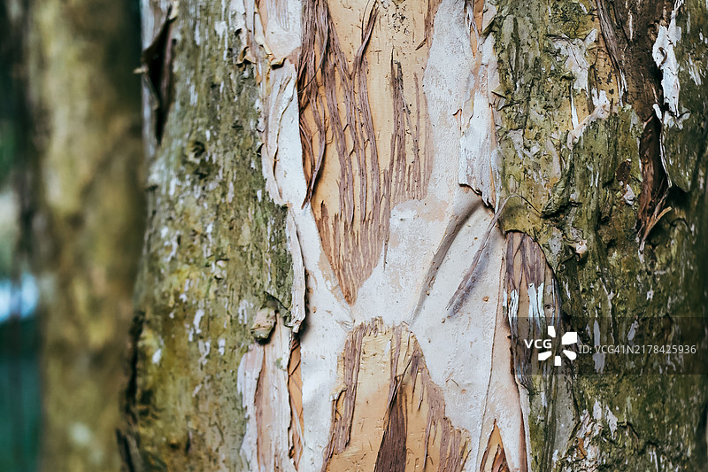 桉树树皮多层剥落图片素材