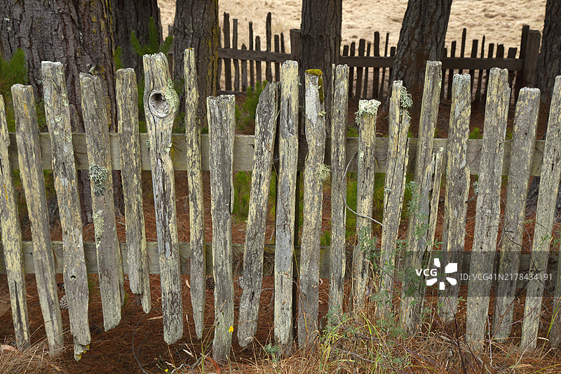 风化的木栅栏特写，长满了地衣。图片素材