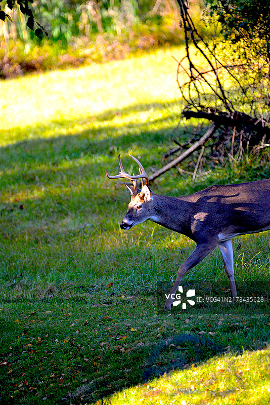 白尾鹿图片素材