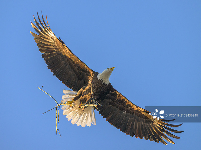 携带筑巢材料的秃鹰图片素材