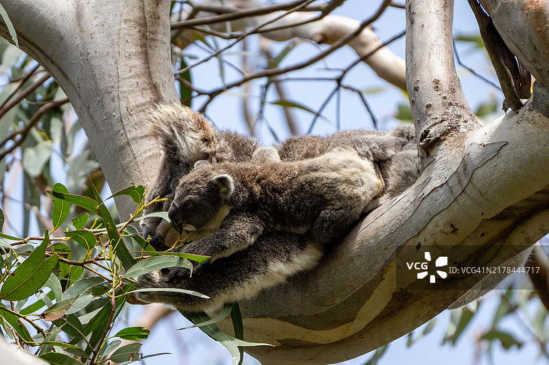 澳大利亚维多利亚州奥特威国家公园的野生考拉和幼崽图片素材