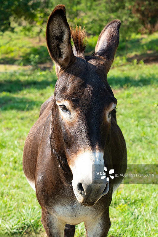 站在牧场看着镜头的驴图片素材