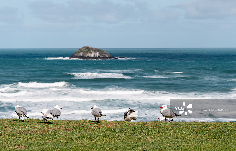 海鸥栖息在绿色海岸线上，海浪汹涌图片素材