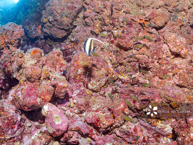 美丽的月光蝶鱼、黄蓝背金梭鱼、肩带笛鲷、北方黄斑光鳃鱼等鱼群图片素材