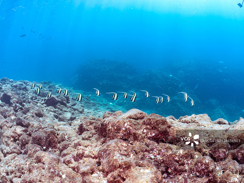 弘之滩海域的马夫鱼群图片素材