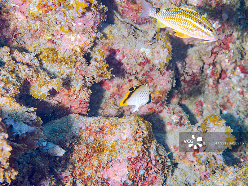 可爱的流浪蝴蝶鱼、白鞍须鲷和褐外科鱼图片素材