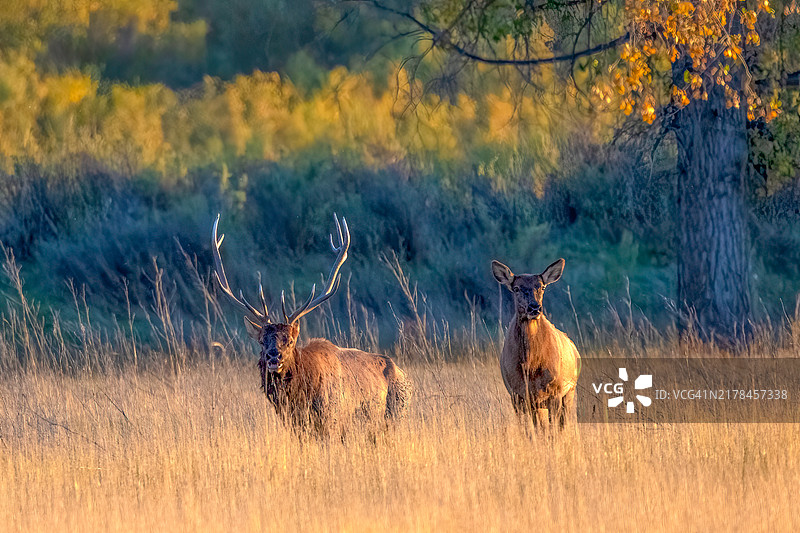 黄昏时分，美国蒙大拿州北部的大麋鹿及其部分鹿群图片素材