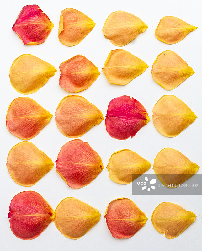 白色背景上以网格图案铺开的玫瑰花瓣图片素材