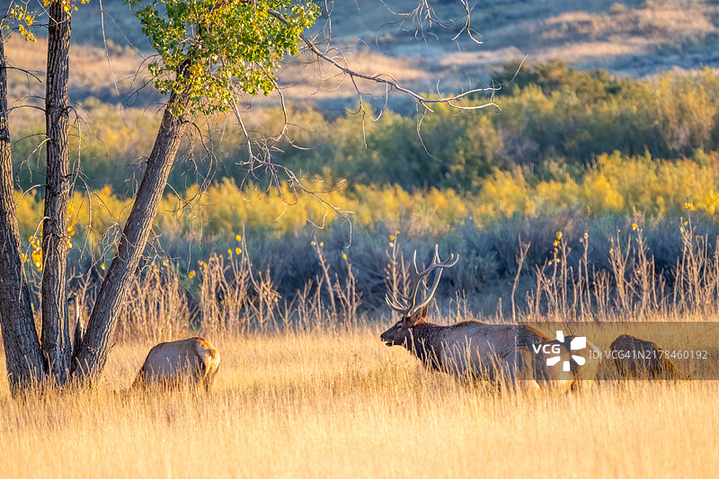 黄昏时分，美国蒙大拿州北部的大麋鹿及其部分鹿群图片素材