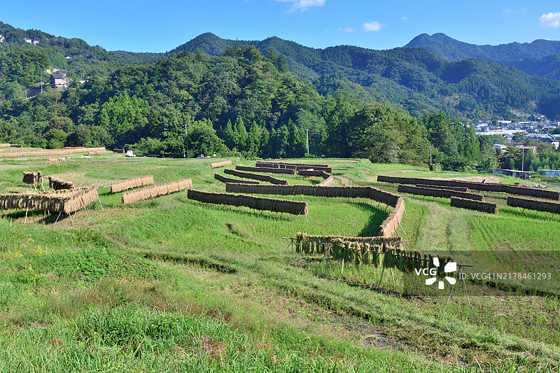 梯田：日本埼玉县秩父市的秋季乡村风光图片素材