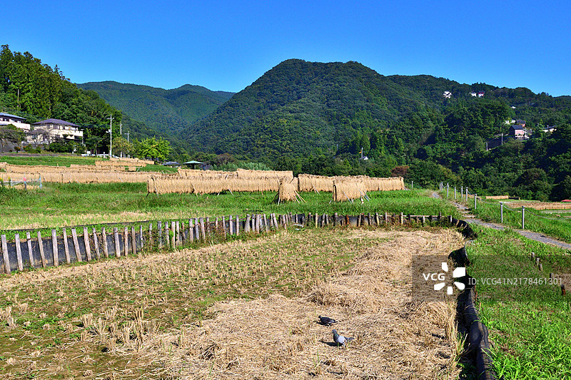 梯田：日本埼玉县秩父市的秋季乡村风光图片素材