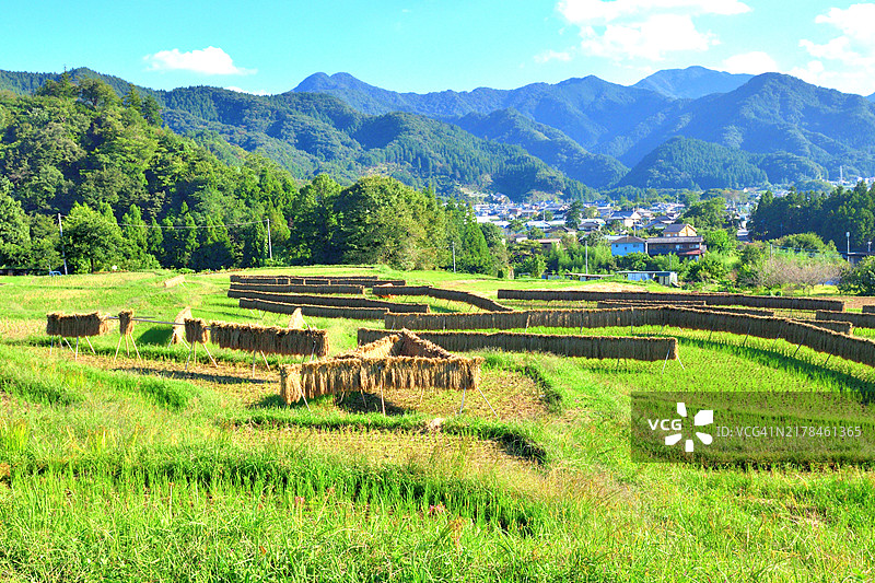 梯田：日本埼玉县秩父市的秋季乡村风光图片素材
