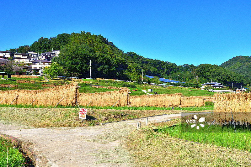 梯田：日本埼玉县秩父市的秋季乡村风光图片素材