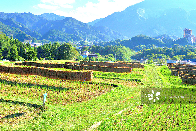 梯田：日本埼玉县秩父市的秋季乡村风光图片素材