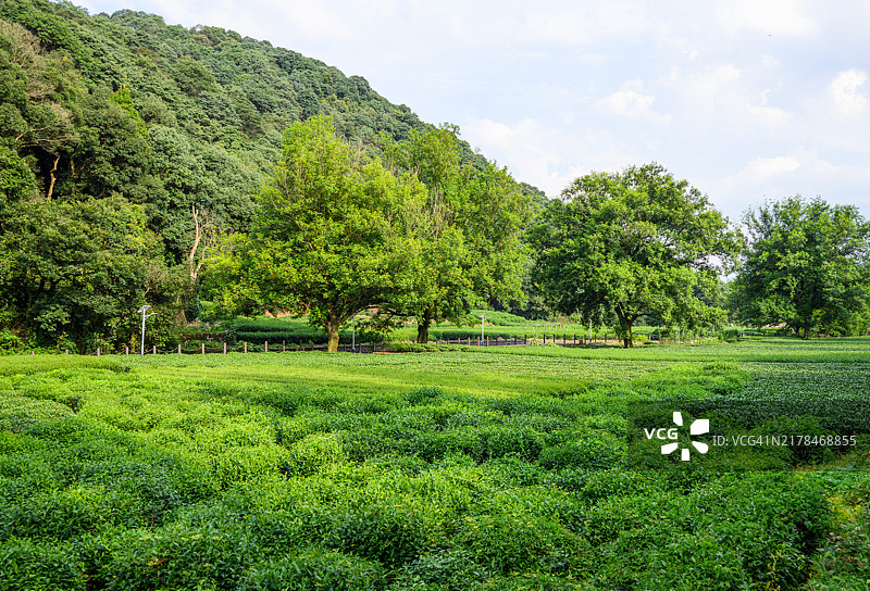 杭州龙井茶园图片素材