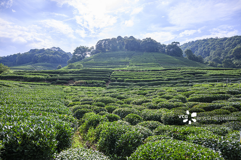 杭州龙井茶园图片素材