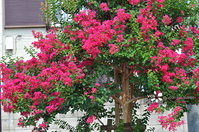 紫薇花：具有美丽树皮和夏季花朵的直立和蔓延的树木图片素材