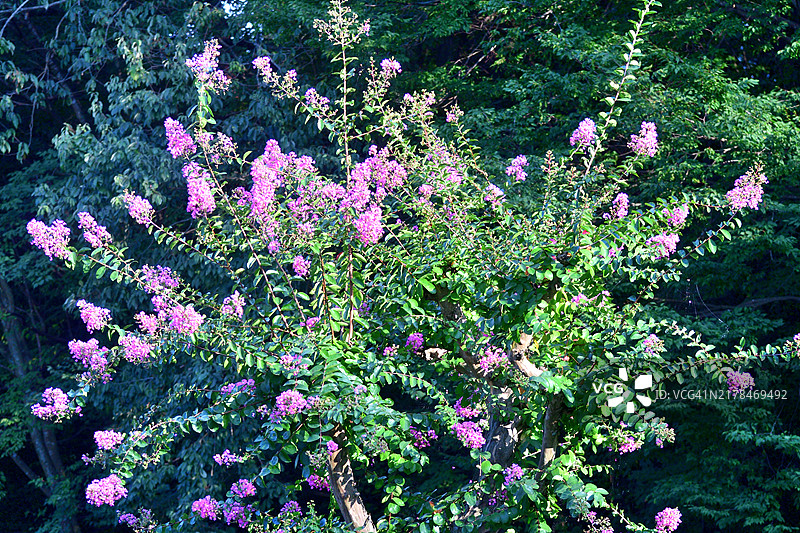 紫薇花：具有美丽树皮和夏季花朵的直立和蔓延的树木图片素材