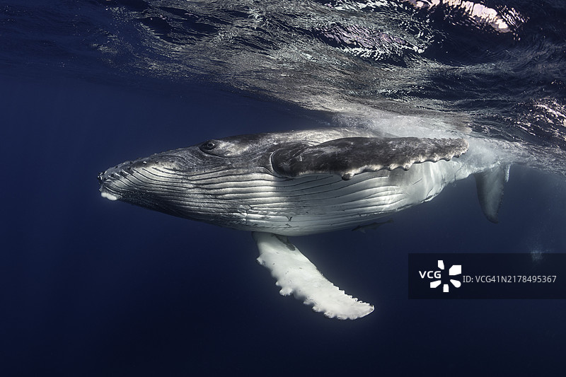 座头鲸特写图片素材