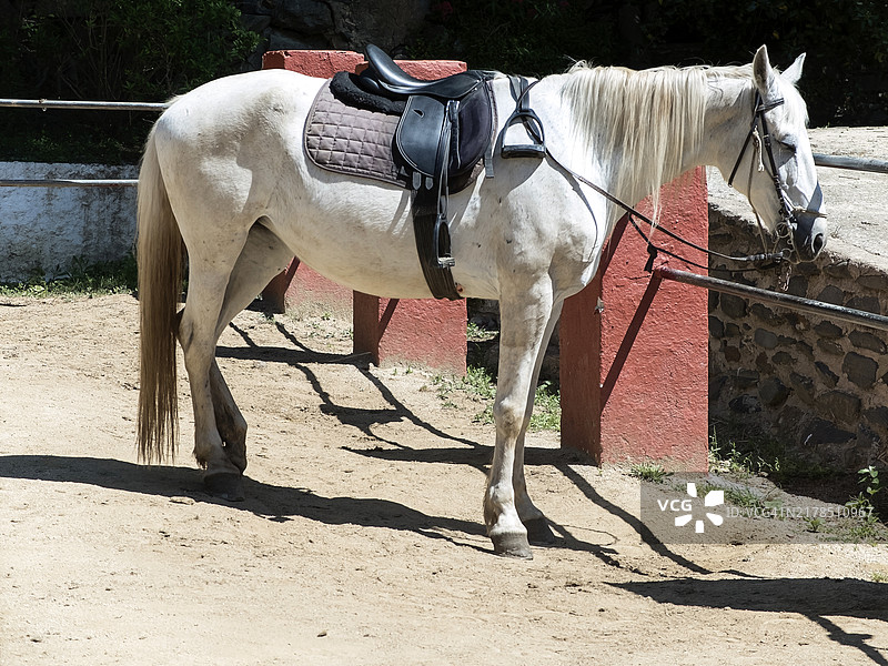 白马站在马厩里，准备骑行图片素材