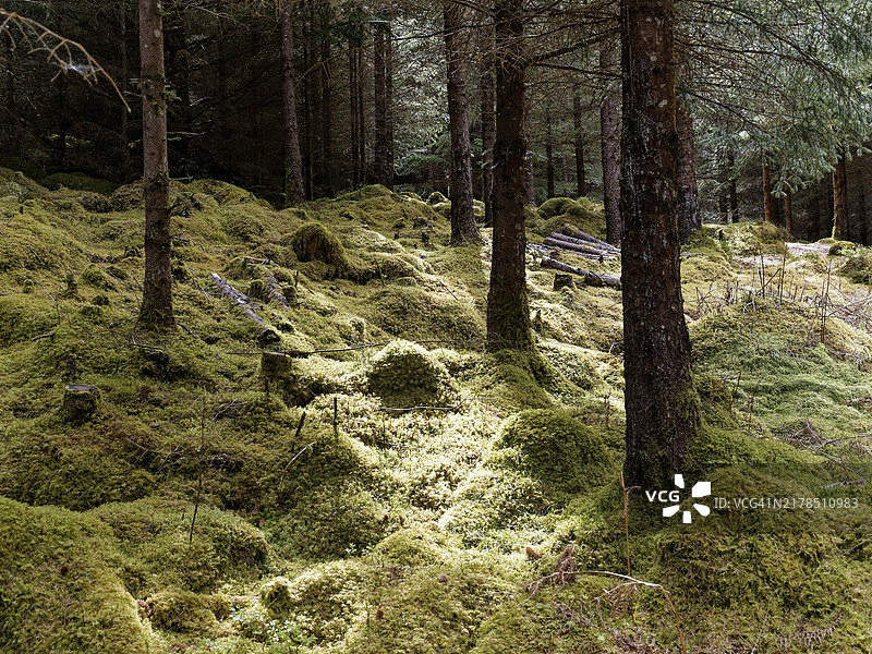 英国苏格兰尼斯湖的宁静森林图片素材