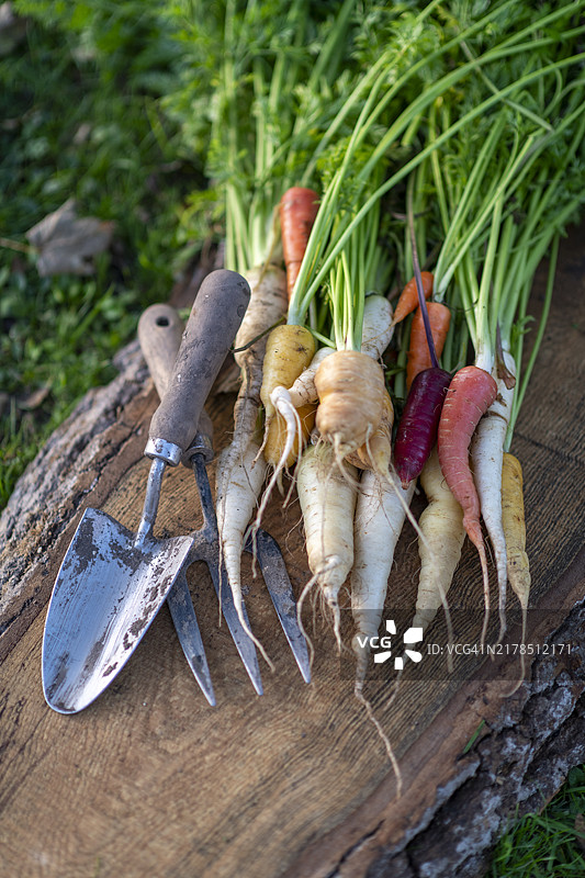 有机农场南瓜。图片素材