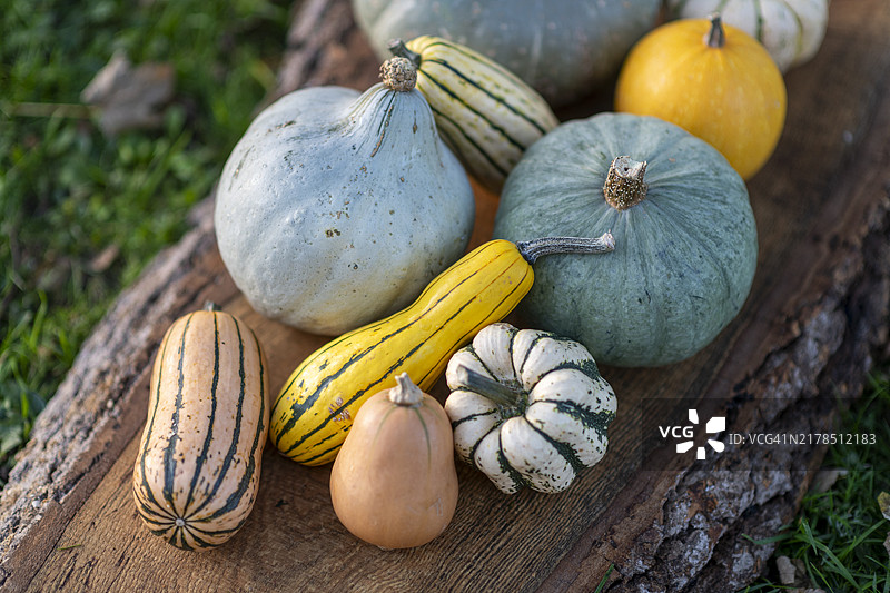 有机农场南瓜。图片素材