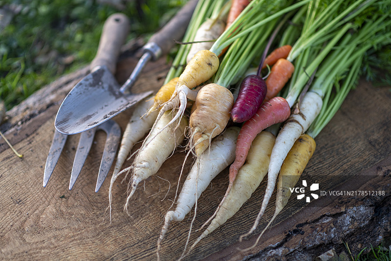 有机农场南瓜。图片素材