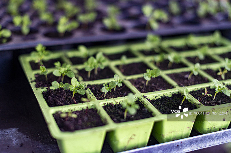 有机农场图片素材