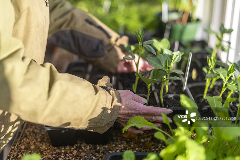 有机农场蚕豆图片素材