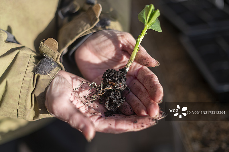 有机农场蚕豆图片素材