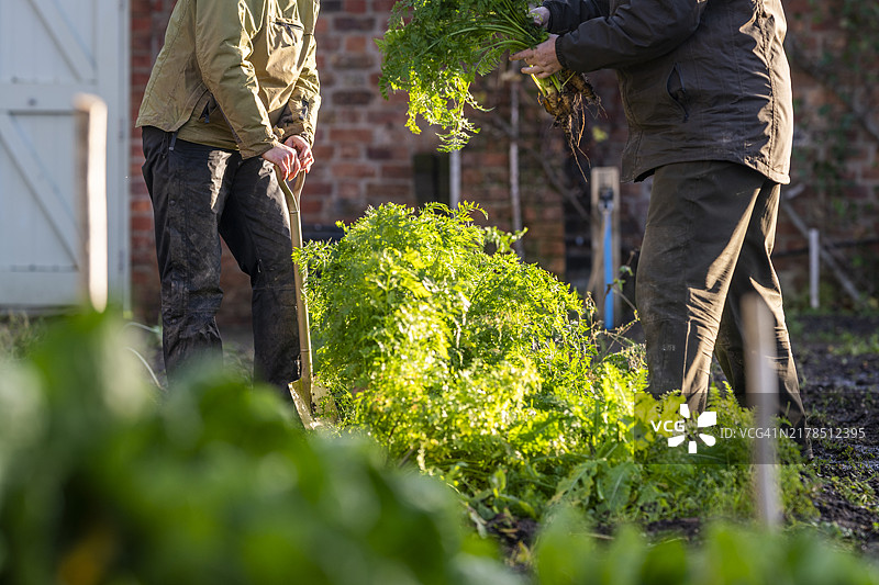 有机农场胡萝卜图片素材
