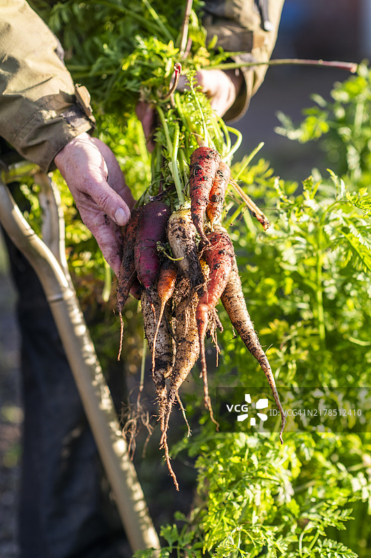 有机农场胡萝卜图片素材