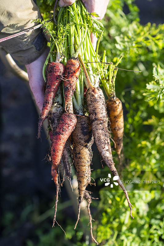 有机农场胡萝卜图片素材