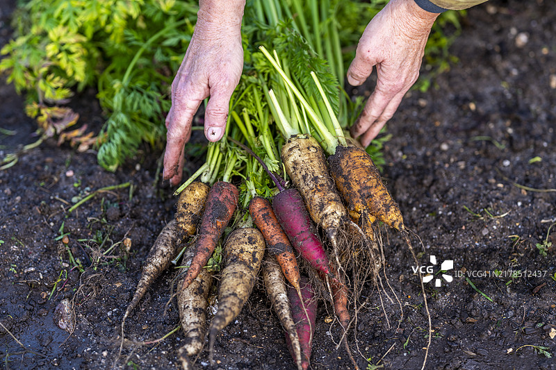 有机农场胡萝卜图片素材