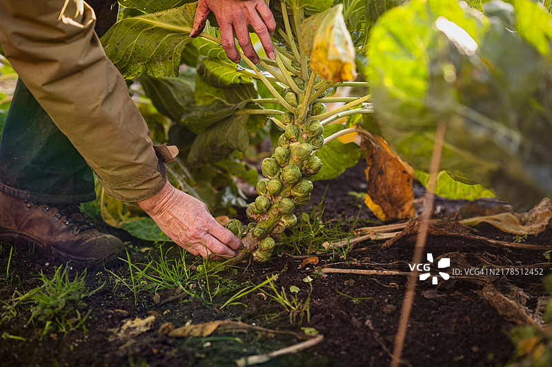 有机农场球芽甘蓝图片素材
