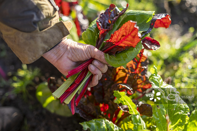 有机农场彩虹甜菜图片素材