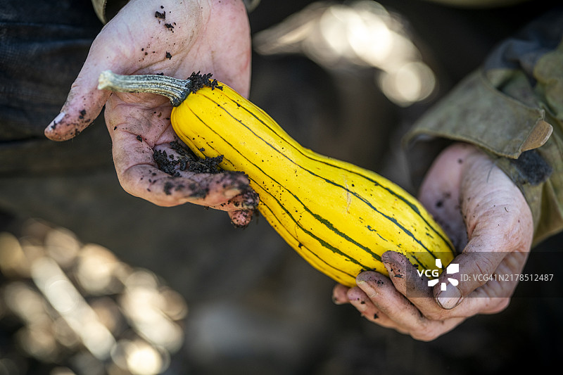有机农场冬季南瓜图片素材