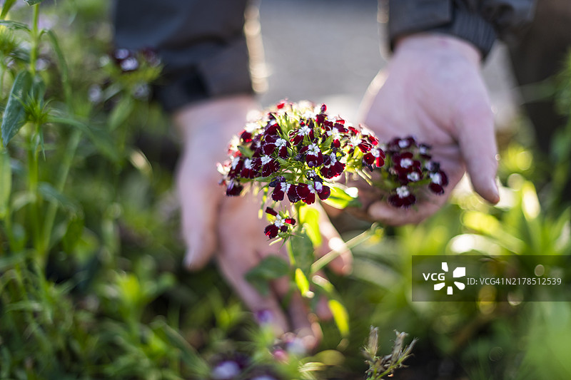 有机农场香石竹图片素材