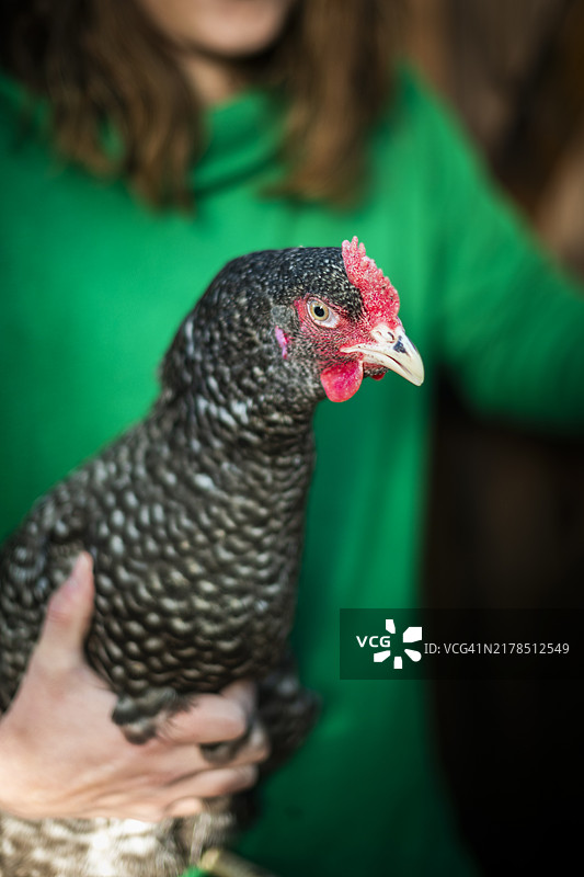 有机农场鸡图片素材