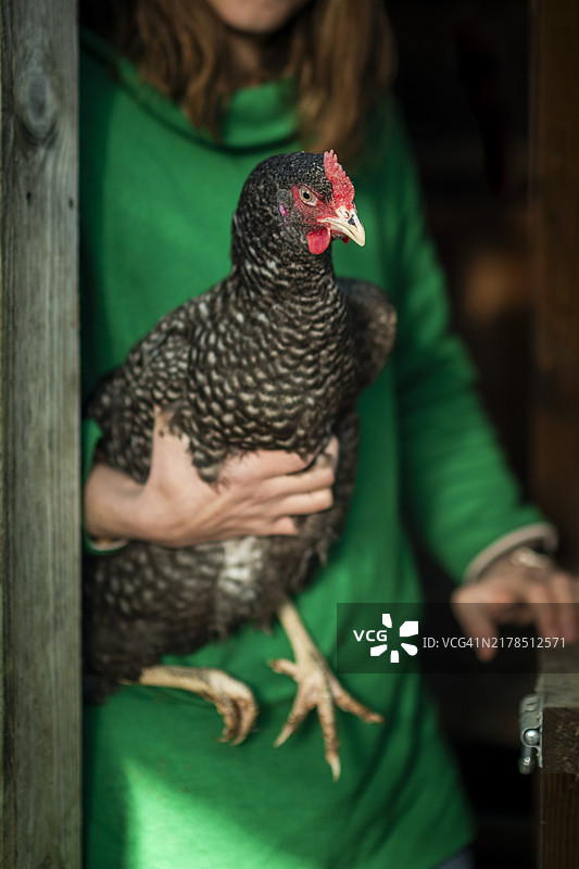 有机农场鸡图片素材