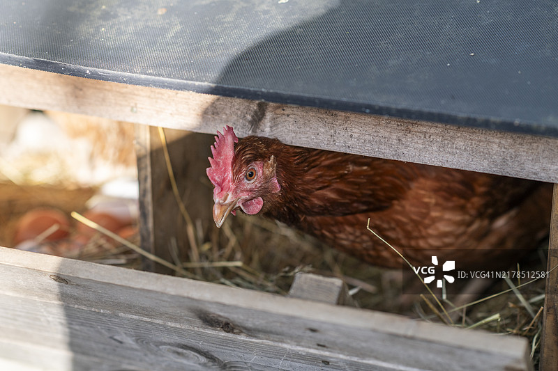 有机农场鸡蛋图片素材