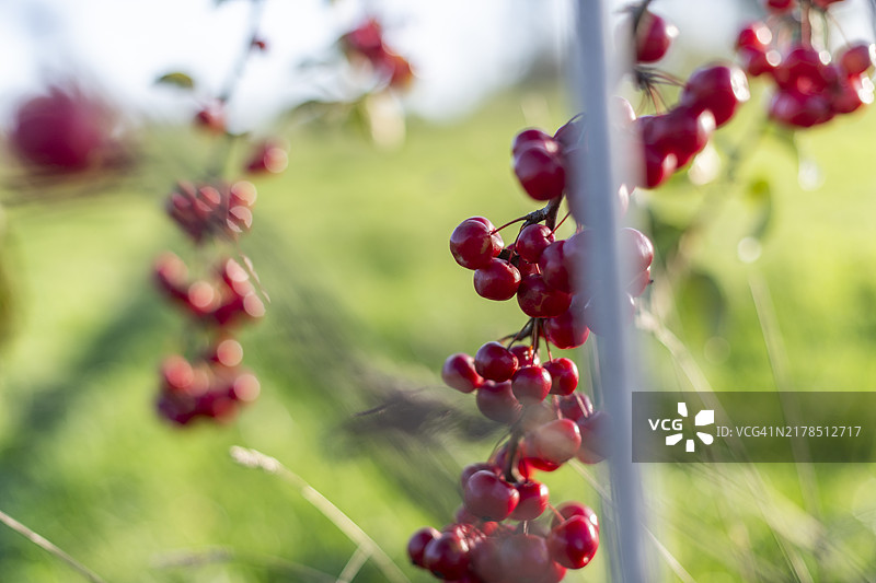 有机农场海棠果图片素材