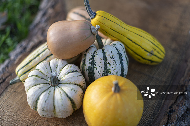 有机农场南瓜。图片素材