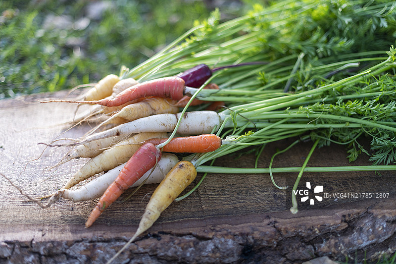 有机农场南瓜。图片素材