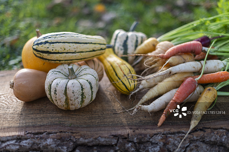 有机农场南瓜。图片素材