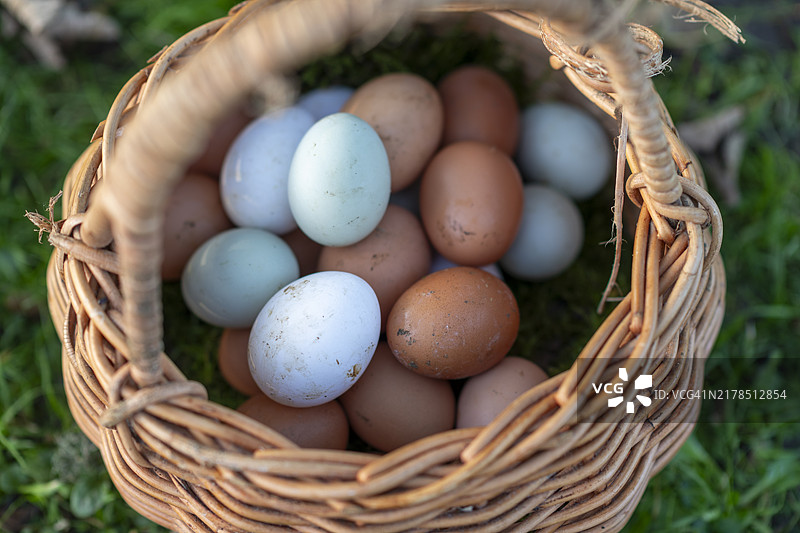 有机农场鸡蛋图片素材