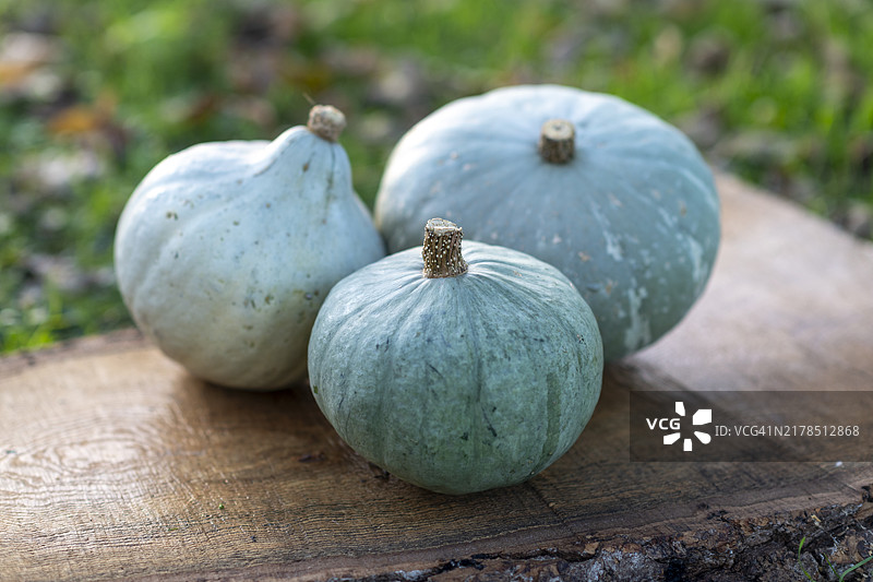 有机农场南瓜图片素材